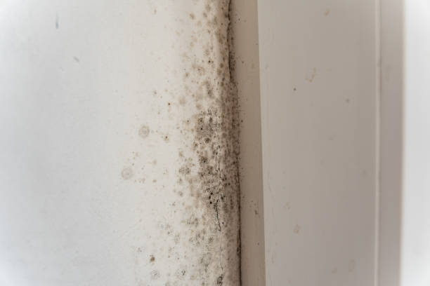 Best Black Mold Removal  in Collinsville, AL